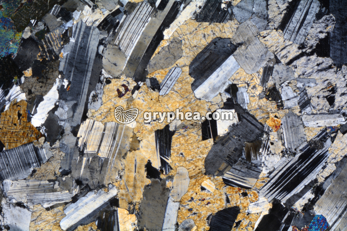 Gabbro LPA x3,5 - gryphea.com